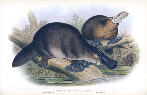 An illustration of 2 duck billed platypodes from John Gould - The mammals of Australia (1845-1863), via Wikimedia Commons.